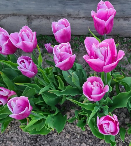 Tulpė ( Tulipa) ‘Synaeda Amor‘