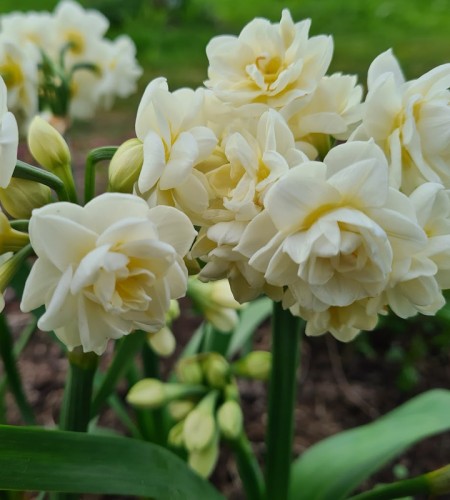 Narcizas pilnaviduris (Narcissus dooble) 'Erlicheer' 