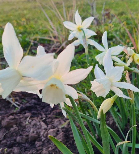 Narcizas (Narcissus) ‘Thalia‘