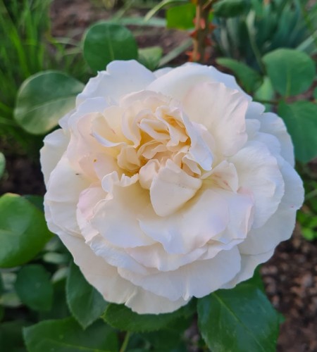 Rožė arbatinė ( Rosa x odorata) 'La Perla' Kordes