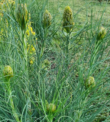 Plėnuvė geltonoji (Asphodeline lutea)