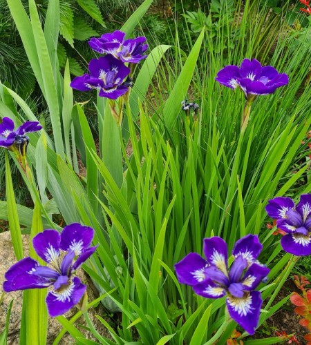 Vilkdalgis sibirinis (Iris Sibirica) ‘Blue King‘ 