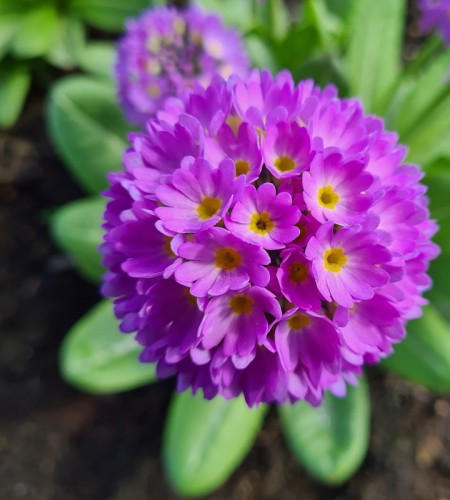 Raktažolė dantytoji (Primula Denticulata) ‘Lilac‘
