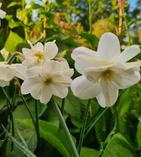 Narcizas (Narcissus) 'Albus Plenus Odoratus'