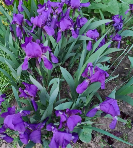 Vilkdalgis ( Iris )