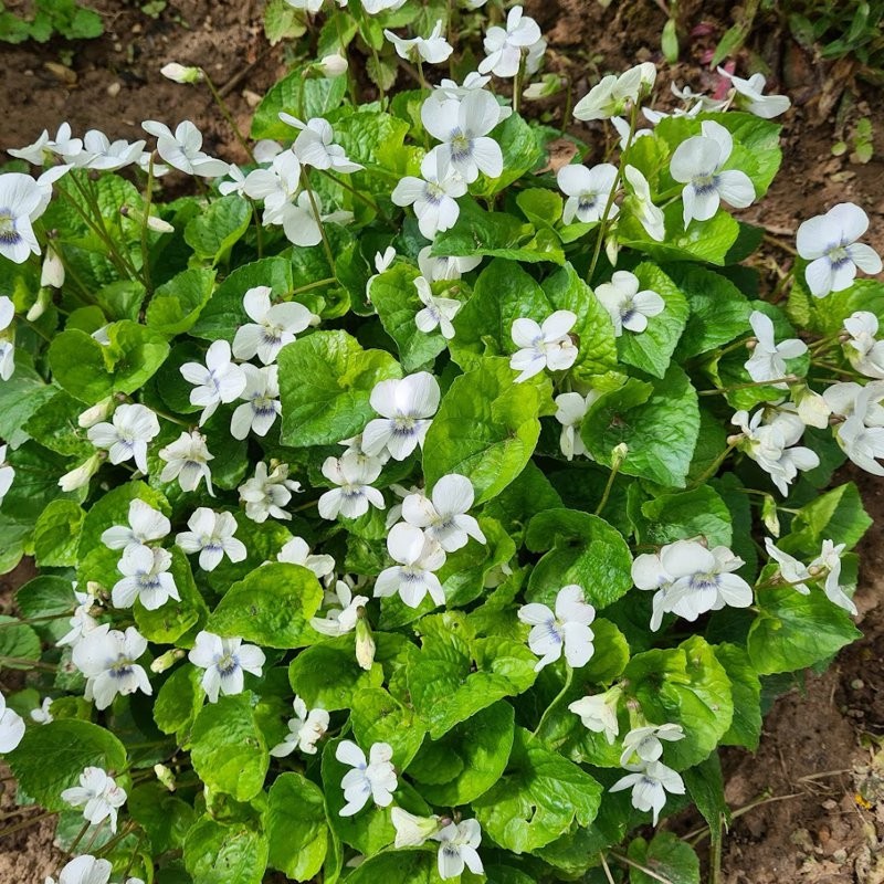 Našlaitė šiaurinė  ( Viola sororia  ) ‘Albiflora ‘