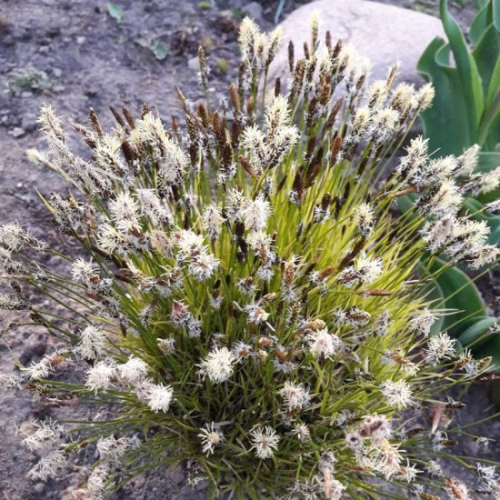 Viksva kalninė (Carex montana) ‘Raureif‘