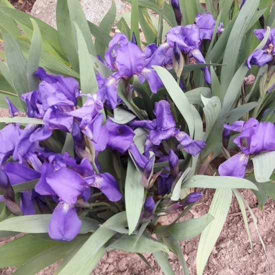 Vilkdalgis ( Iris )