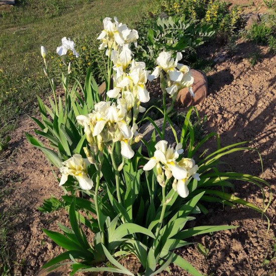 Vilkdalgis (Iris)