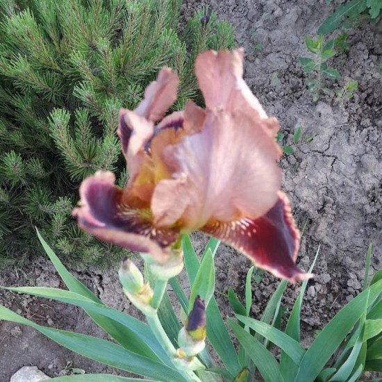 Vilkdalgis (Iris) ‘Brasier‘