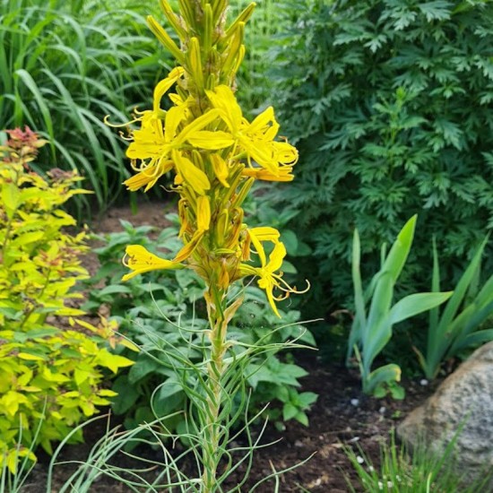 Plėnuvė geltonoji (Asphodeline lutea)