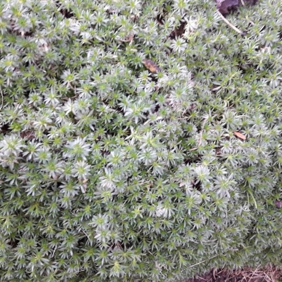 Anksta kemsinė (Draba lasiocarpa)