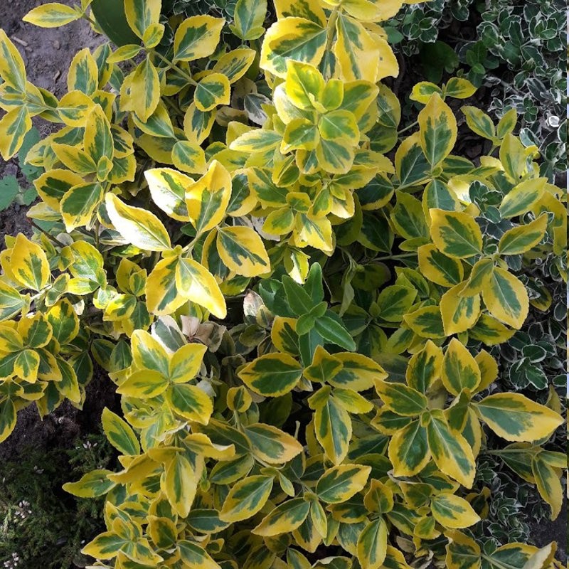 Ožekšnis fortūno (Euonymus fortunei) ‘Canadale Gold' Ožekšnis fortūno (Euonymus fortunei) ‘Canadale Gold'