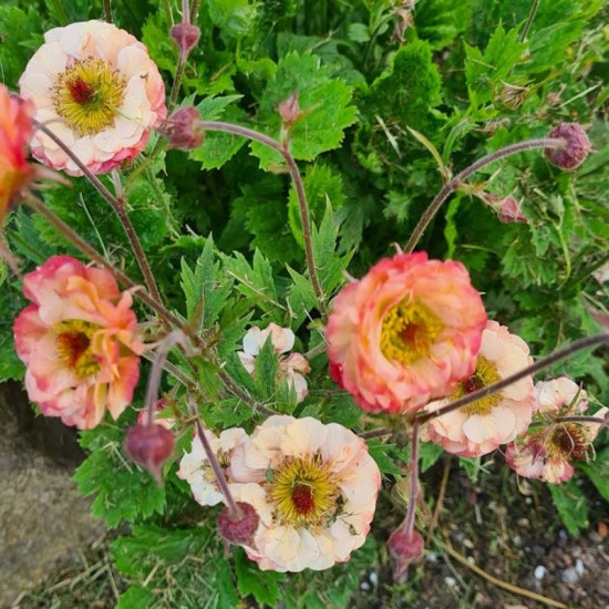 Žiognagė (Geum) 'Mai Tai'