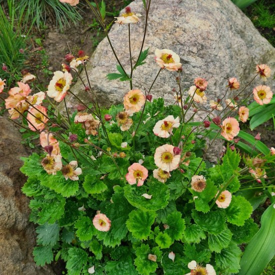 Žiognagė (Geum) 'Mai Tai'