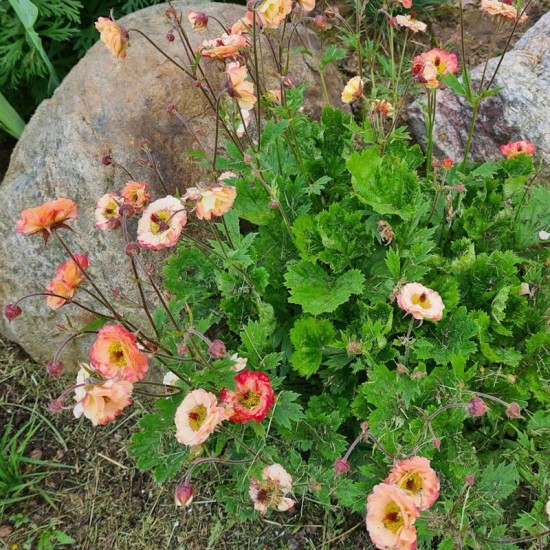 Žiognagė (Geum) 'Mai Tai'