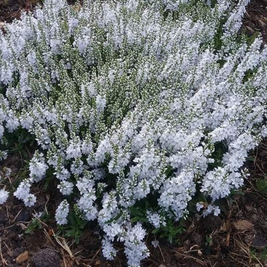 Veronika gulsčioji (Veronica prostrata) 'Alba'