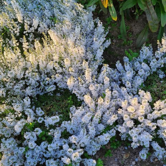 Veronika gulsčioji (Veronica prostrata) 'Alba'