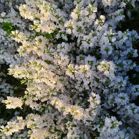 Veronika gulsčioji (Veronica prostrata) 'Alba'