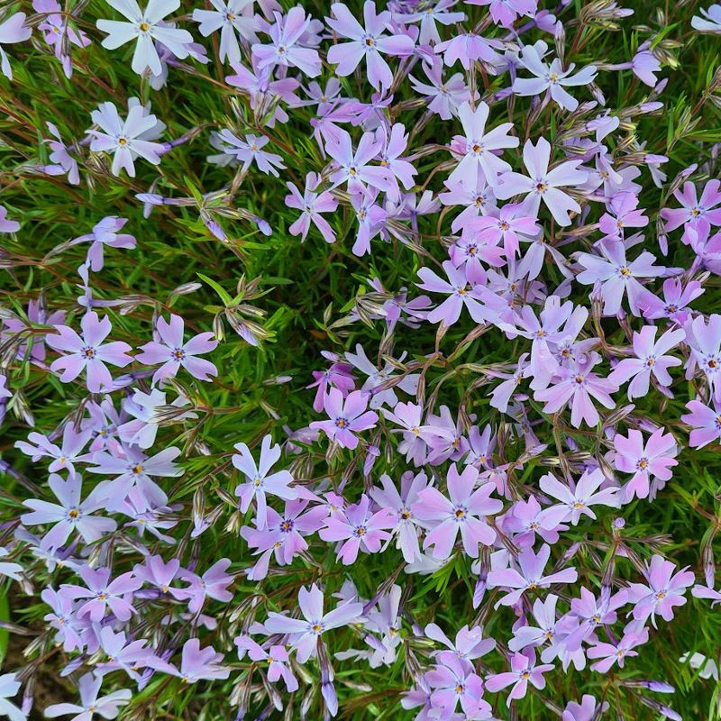 Flioksas ylialapis (Phlox subulauta) 'Purple Beauty'