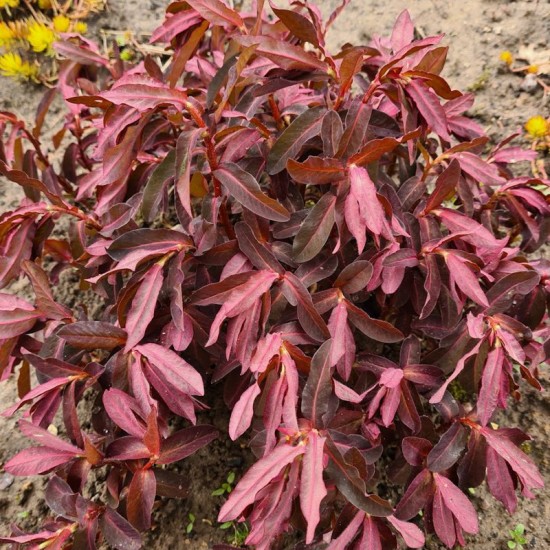 Karpažolė (Euphorbia dulcis) 'Chameleon'