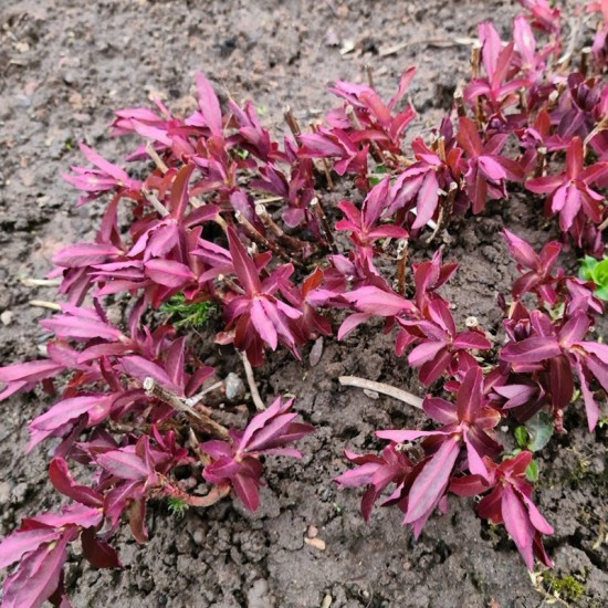 Karpažolė (Euphorbia dulcis) 'Chameleon'
