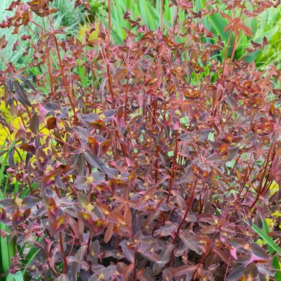 Karpažolė (Euphorbia dulcis) 'Chameleon'
