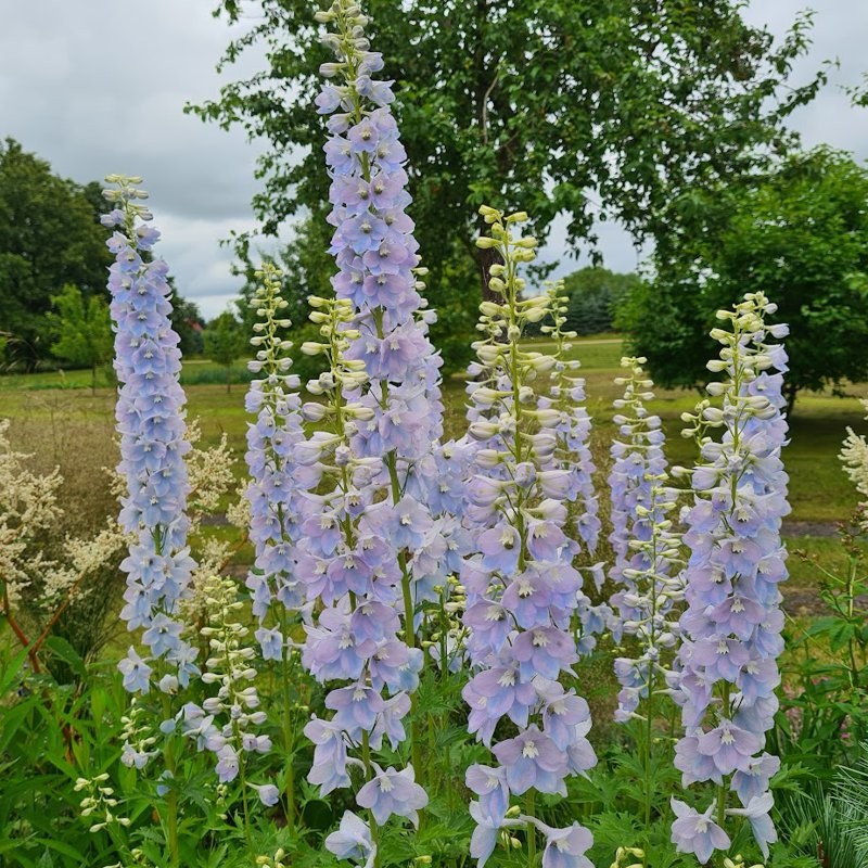 Pentinis didysis (Delphinium elatum) 'Surprise' Pentinis didysis (Delphinium elatum) 'Surprise'
