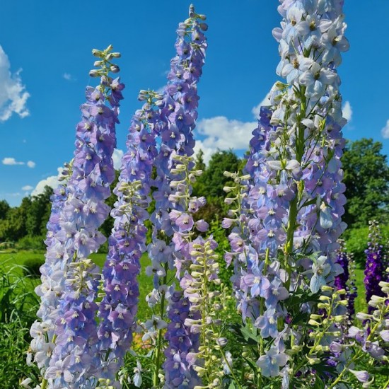 Pentinis didysis (Delphinium elatum) 'Surprise'