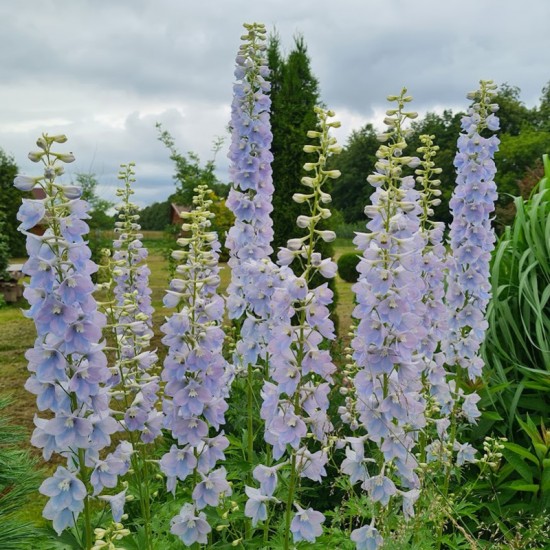 Pentinis didysis (Delphinium elatum) 'Surprise'