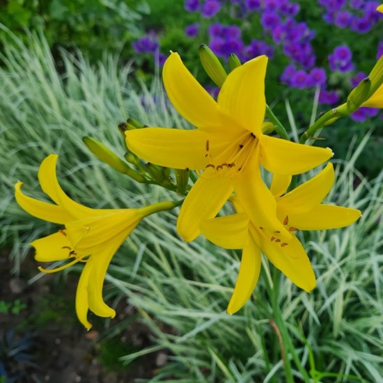 Viendienė geltonoji (Hemerocallis lilioasphodelus)