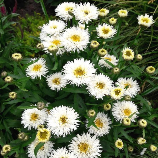 Baltagalvė  (leucanthemum x superbum) 'Crasy Daisy'