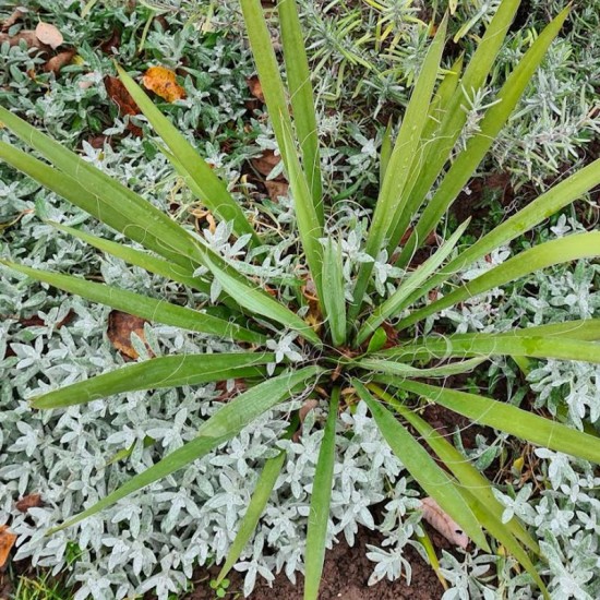 Juka pluoštinė (Yucca filamentosa)