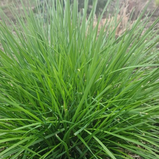 Kupstinė šluotsmilgė (Deschampsia cespitosa) ‘Waldschrat'