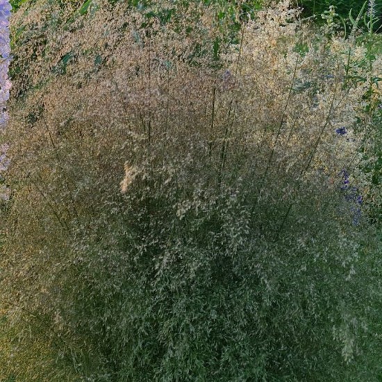 Kupstinė šluotsmilgė (Deschampsia cespitosa) ‘Waldschrat'