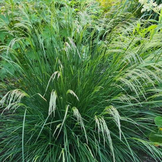 Kupstinė šluotsmilgė (Deschampsia cespitosa) ‘Waldschrat'