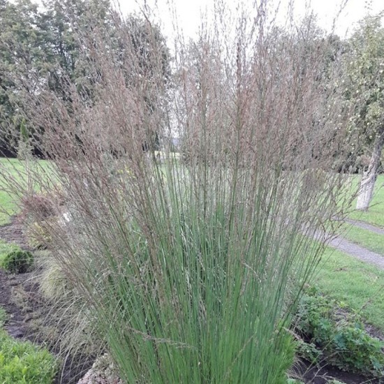 Melvenė nendrinė (Molinia arundinacea) ‘Fontane‘