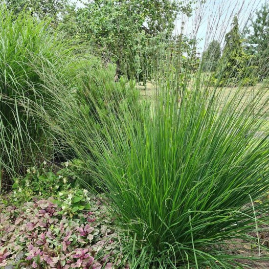 Melvenė nendrinė (Molinia arundinacea) ‘Fontane‘