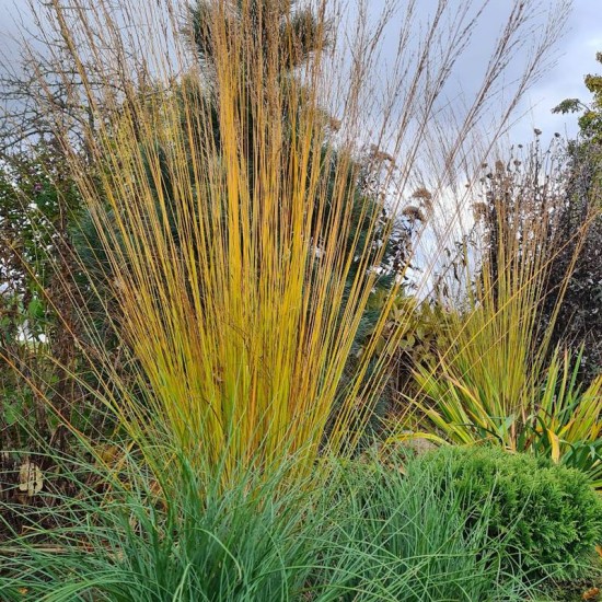 Melvenė nendrinė (Molinia arundinacea) ‘Fontane‘