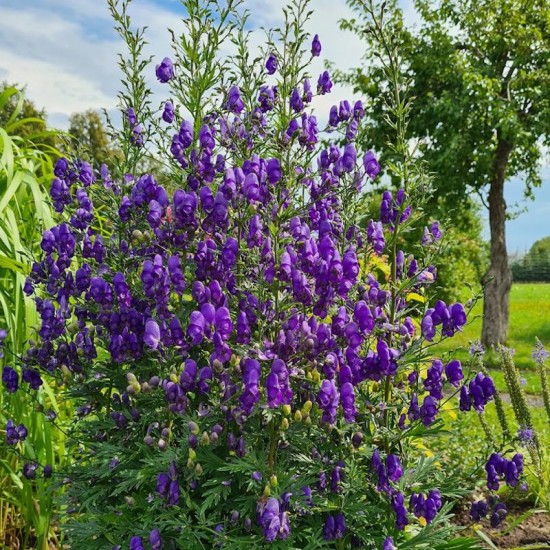 Kurpelė mėlynoji (Aconitum napellus)