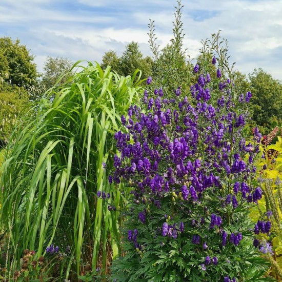 Kurpelė mėlynoji (Aconitum napellus)