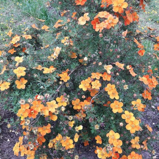 Sidabražolė krūminė (Potentilla fruticosa) ‘Hopleys Orange‘