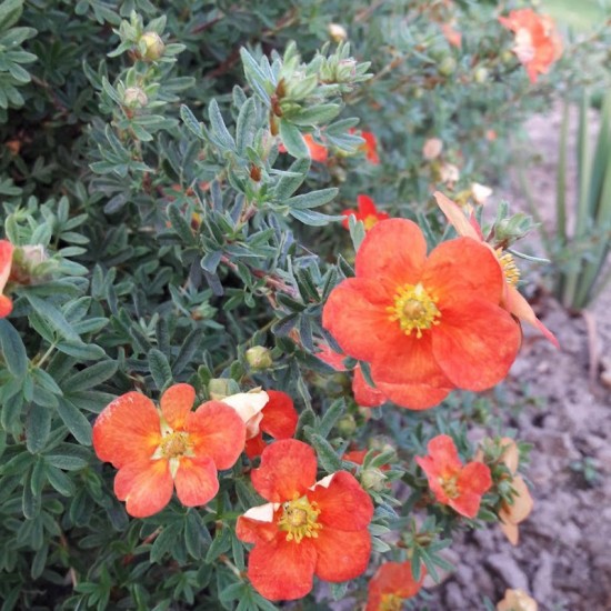 Sidabražolė krūminė (Potentilla fruticosa) ‘Hopleys Orange‘