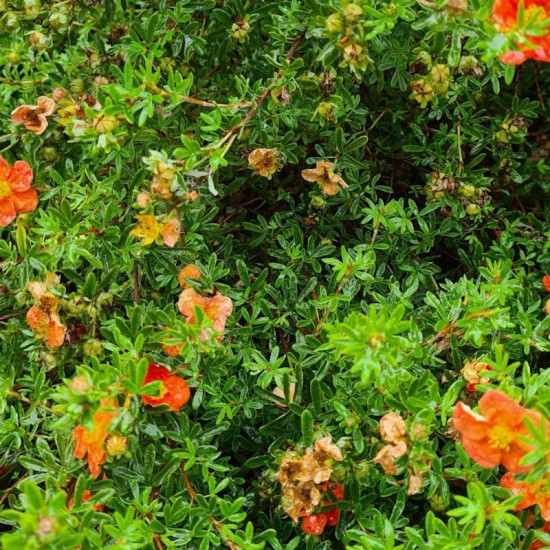 Sidabražolė krūminė (Potentilla fruticosa) ‘Hopleys Orange‘