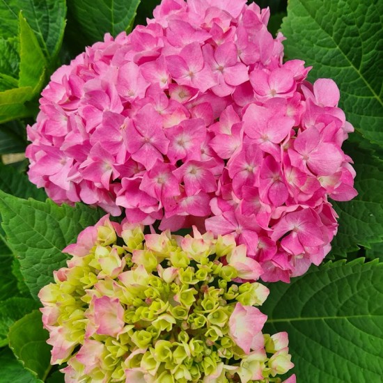 Hortenzija didžialapė (Hydrangea macrophylla ) ‘Endless Summer‘