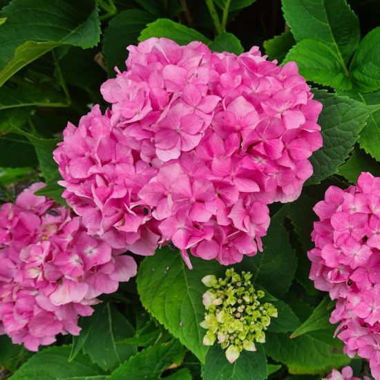 Hortenzija didžialapė (Hydrangea macrophylla ) ‘Endless Summer‘