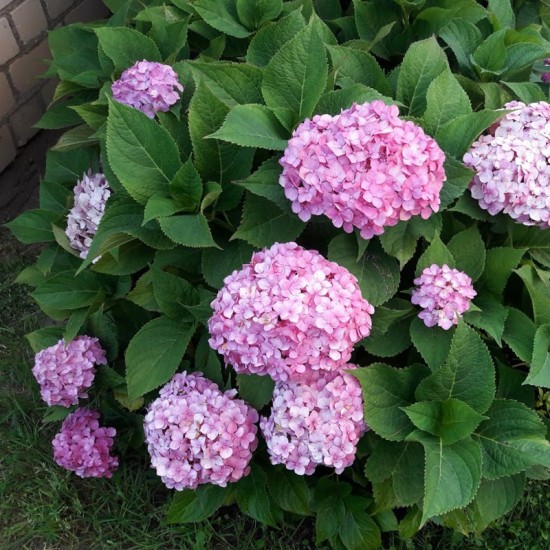 Hortenzija didžialapė (Hydrangea macrophylla ) ‘Endless Summer‘