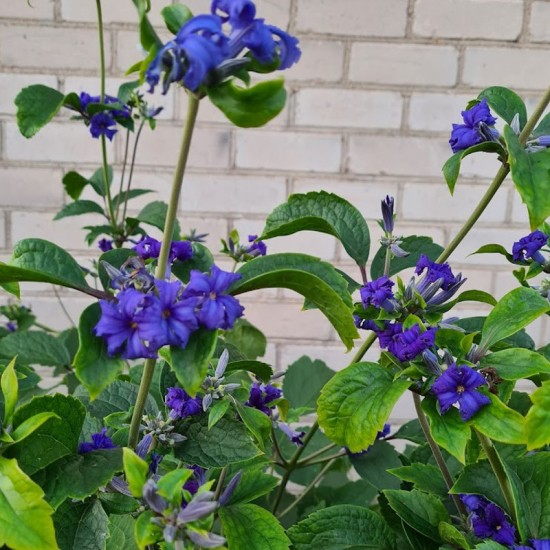 Raganė trilapė (Clematis heracleifolia DC.) ‘Cassandra‘