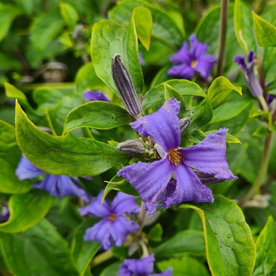 Raganė trilapė (Clematis heracleifolia DC.) ‘Cassandra‘