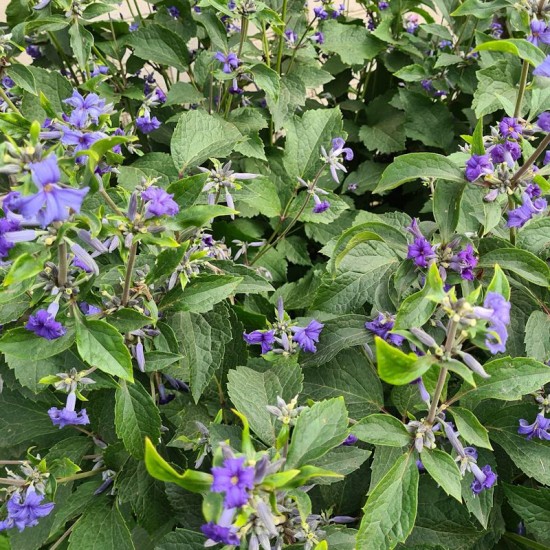 Raganė trilapė (Clematis heracleifolia DC.) ‘Cassandra‘